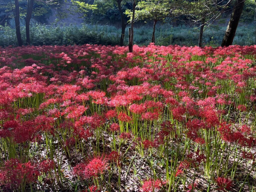 高麗の巾着田に広がる彼岸花の群生。赤い花々が一面に広がり、奥には静かな森が広がる美しい景色。