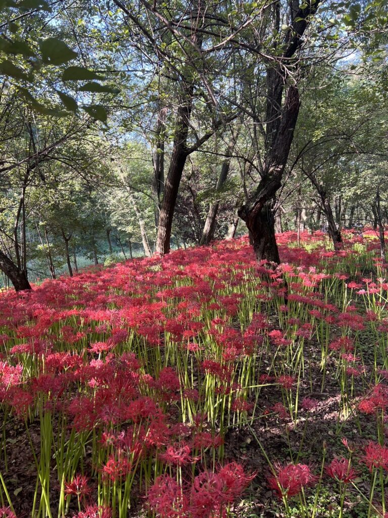 高麗の巾着田に広がる赤い彼岸花の群生。木々に囲まれた静かな森の中で、鮮やかな赤い花々が一面に広がる景色。