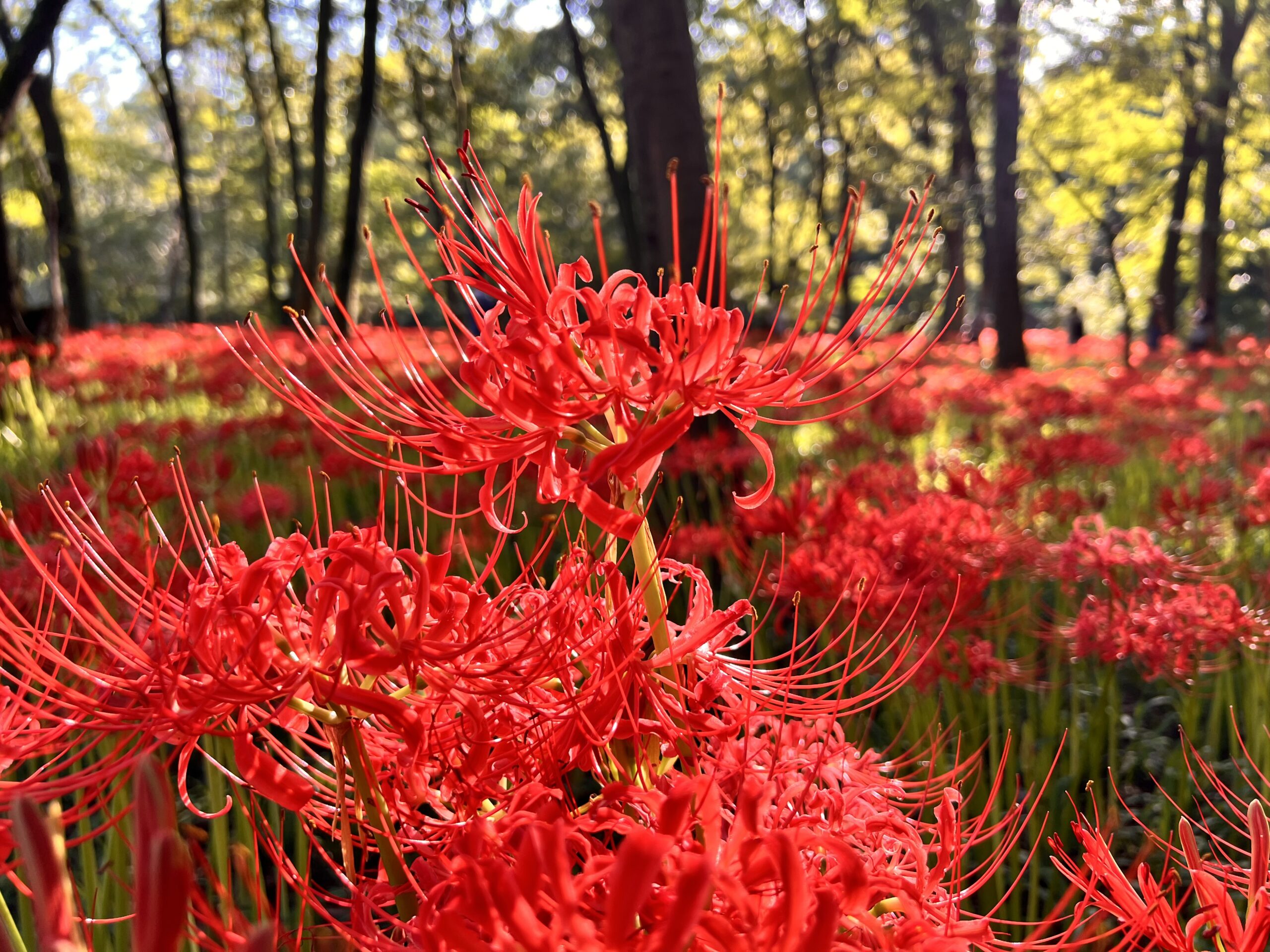 美しく咲き誇る赤い曼珠沙華（彼岸花）のクローズアップ写真。花の鮮やかな赤が背景の木々の緑とコントラストを成し、光が差し込む中で幻想的な雰囲気が漂う。埼玉県の日高市にある巾着田で撮影された一枚。