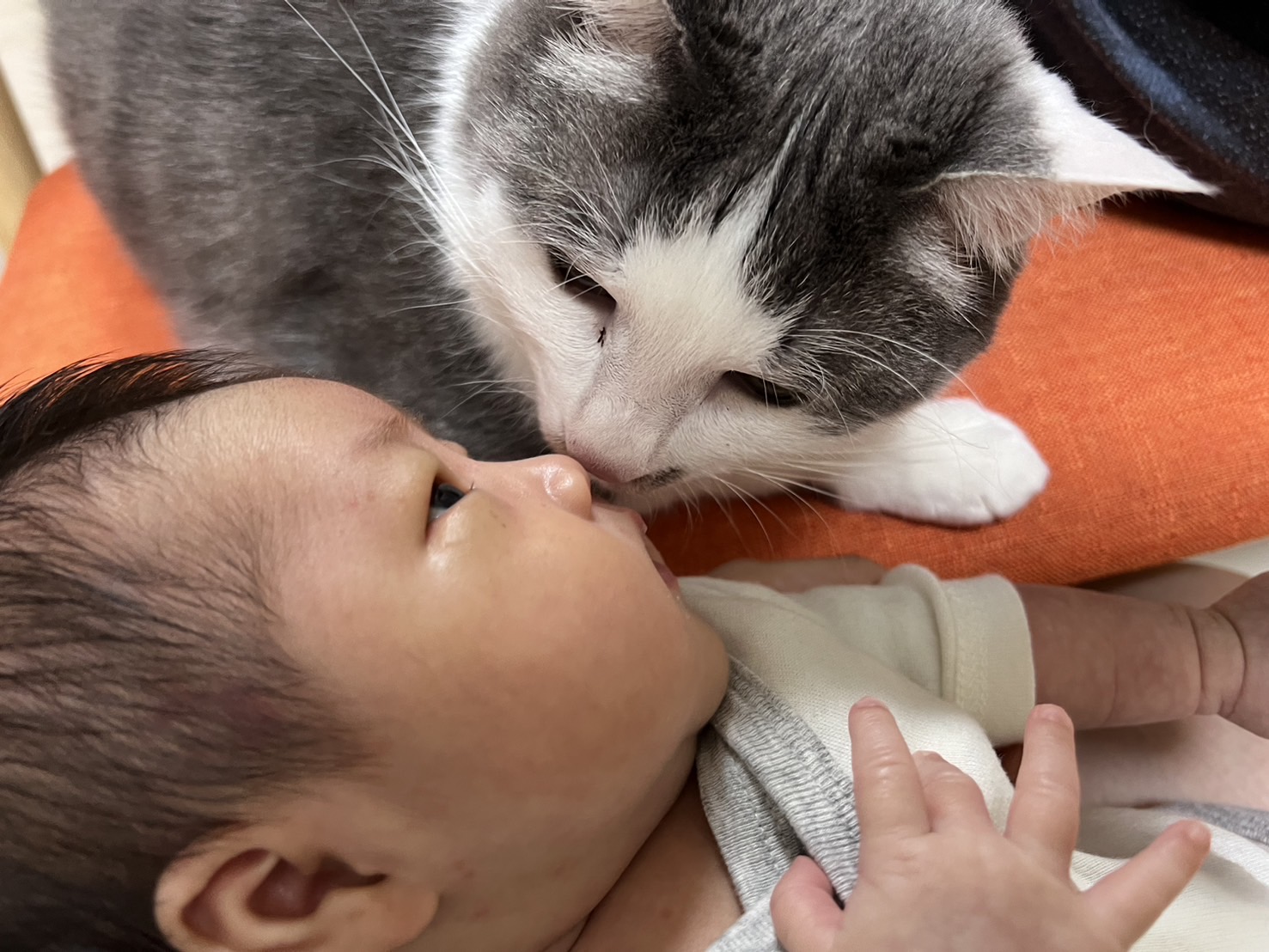 赤ちゃんが横たわっており、その顔に近づくように猫が鼻先を寄せている。猫は赤ちゃんを優しく見つめていて、二人の間にほほえましい瞬間が流れている。